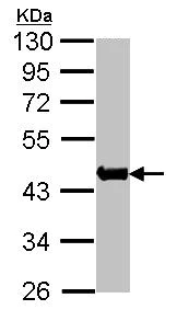 Western blot - Anti-Alpha Skeletal Muscle Actin antibody - Loading Control (AB97373)