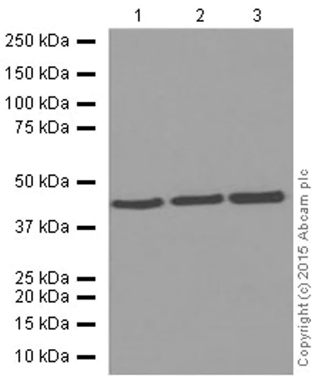 Western blot - Anti-alpha smooth muscle Actin (acetyl E3) + ACTG2 (acetyl E3) antibody [E184] (AB32575)