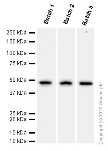 Western blot - Anti-alpha smooth muscle Actin (acetyl E3) + ACTG2 (acetyl E3) antibody [E184] (ab32575), expandable thumbnail
