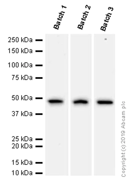 Western blot - Anti-alpha smooth muscle Actin (acetyl E3) + ACTG2 (acetyl E3) antibody [E184] - BSA and Azide free (AB215368)