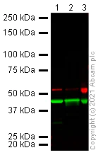 Western blot - Anti-alpha smooth muscle Actin antibody [1A4] (AB7817)