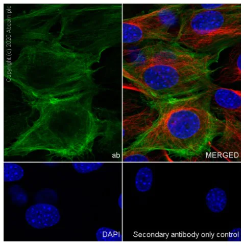 Immunocytochemistry/ Immunofluorescence - Anti-alpha smooth muscle Actin antibody [1A4] - BSA and Azide free (AB240654)