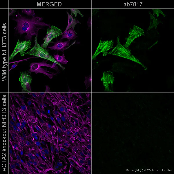 Immunocytochemistry/ Immunofluorescence - Anti-alpha smooth muscle Actin antibody [1A4] - BSA and Azide free (AB240654)