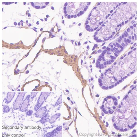 Immunohistochemistry (Formalin/PFA-fixed paraffin-embedded sections) - Anti-alpha smooth muscle Actin antibody [1A4] - BSA and Azide free (AB240654)