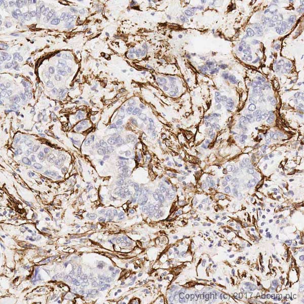 Immunohistochemistry (Formalin/PFA-fixed paraffin-embedded sections) - Anti-alpha smooth muscle Actin antibody [1A4] - BSA and Azide free (AB240654)