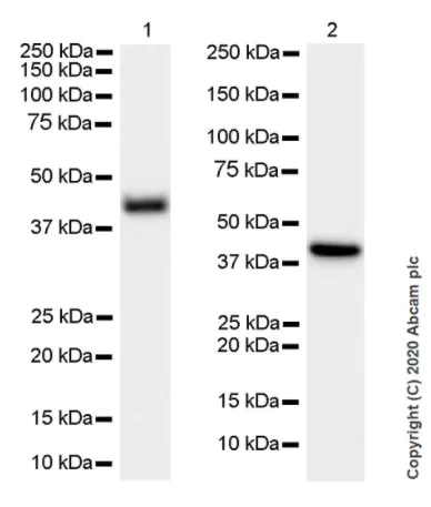 Western blot - Anti-alpha smooth muscle Actin antibody [1A4] - BSA and Azide free (AB240654)