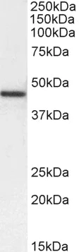 Western blot - Anti-alpha smooth muscle Actin antibody (AB21027)