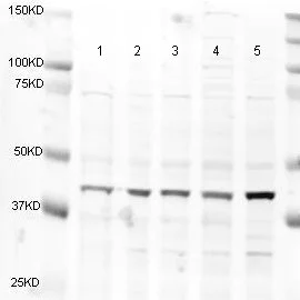 Western blot - Anti-alpha smooth muscle Actin antibody (AB5694)