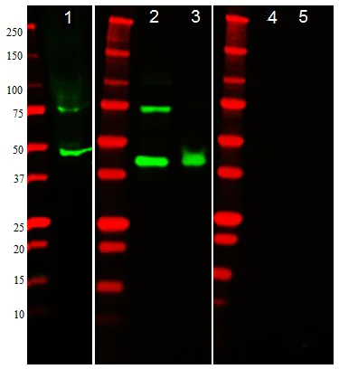 Western blot - Anti-alpha smooth muscle Actin antibody (AB5694)