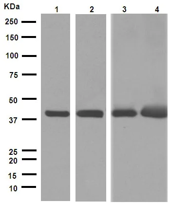 Western blot - Anti-alpha smooth muscle Actin antibody [EPR5368] (AB124964)