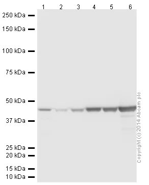 Western blot - Anti-alpha smooth muscle Actin antibody [EPR5368] (AB124964)