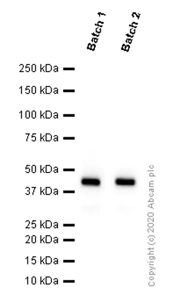 Western blot - Anti-alpha smooth muscle Actin antibody [EPR5368] (AB124964)