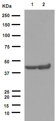 Western blot - Anti-alpha smooth muscle Actin antibody [EPR5368] (AB124964)