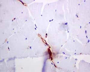 Immunohistochemistry (Formalin/PFA-fixed paraffin-embedded sections) - Anti-alpha smooth muscle Actin antibody [EPR5368] - BSA and Azide free (AB220795)