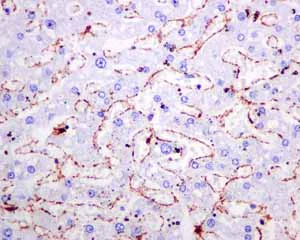 Immunohistochemistry (Formalin/PFA-fixed paraffin-embedded sections) - Anti-alpha smooth muscle Actin antibody [EPR5368] - BSA and Azide free (AB220795)