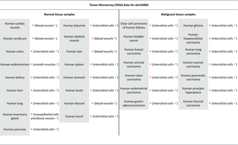 Immunohistochemistry (Formalin/PFA-fixed paraffin-embedded sections) - Anti-alpha smooth muscle Actin antibody [EPR5368] - BSA and Azide free (AB220795)