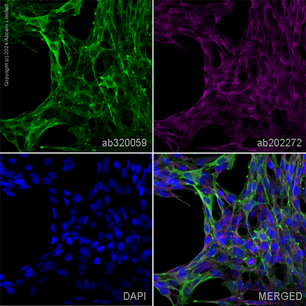 Immunocytochemistry/ Immunofluorescence - Anti-alpha smooth muscle Actin antibody [EPR5368] – Goat IgG (Chimeric) – BSA and Azide Free (AB320059), expandable thumbnail