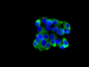 Immunocytochemistry/ Immunofluorescence - Anti-Alpha SNAP antibody [EPR7372] - BSA and Azide free (AB248607), expandable thumbnail