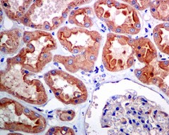 Immunohistochemistry (Formalin/PFA-fixed paraffin-embedded sections) - Anti-Alpha SNAP antibody [EPR7372] - BSA and Azide free (AB248607), expandable thumbnail