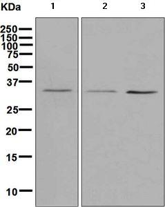 Western blot - Anti-Alpha SNAP antibody [EPR7372] - BSA and Azide free (AB248607), expandable thumbnail