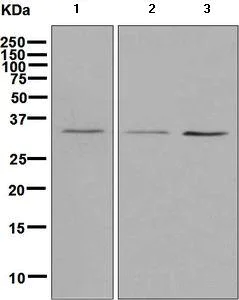Western blot - Anti-Alpha SNAP antibody [EPR7372] - BSA and Azide free (AB248607)