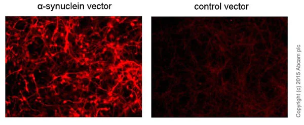 Immunocytochemistry/ Immunofluorescence - Anti-Alpha-synuclein aggregate antibody [MJFR-14-6-4-2] - BSA and Azide free (AB214033)