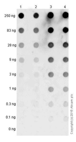 Dot Blot - Anti-Alpha-synuclein aggregate antibody [MJFR-14-6-4-2] - Conformation-Specific (ab209538), expandable thumbnail