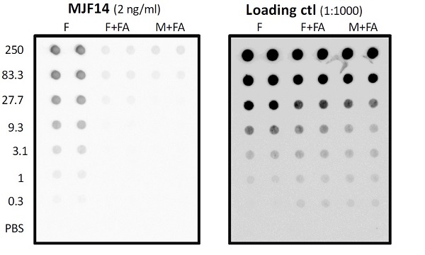Dot Blot - Anti-Alpha-synuclein aggregate antibody [MJFR-14-6-4-2] - Conformation-Specific (ab209538), expandable thumbnail