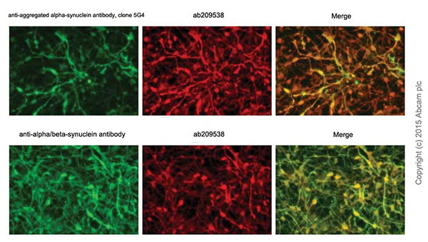 Immunocytochemistry/ Immunofluorescence - Anti-Alpha-synuclein aggregate antibody [MJFR-14-6-4-2] - Conformation-Specific (AB209538), expandable thumbnail