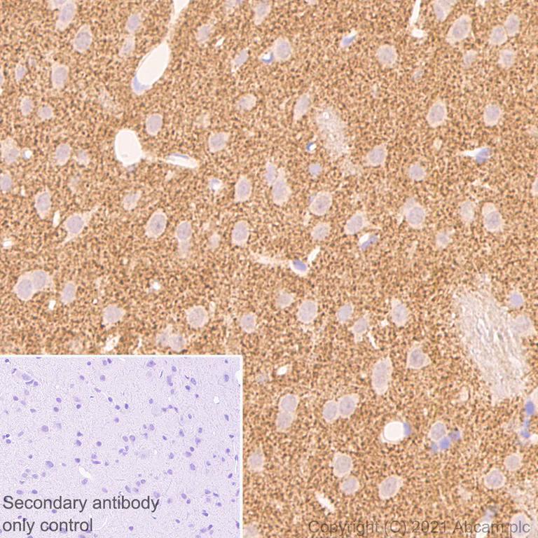 Immunohistochemistry (Formalin/PFA-fixed paraffin-embedded sections) - Anti-Alpha-synuclein antibody [42/a-Synuclein] - BSA and Azide free (AB280382)