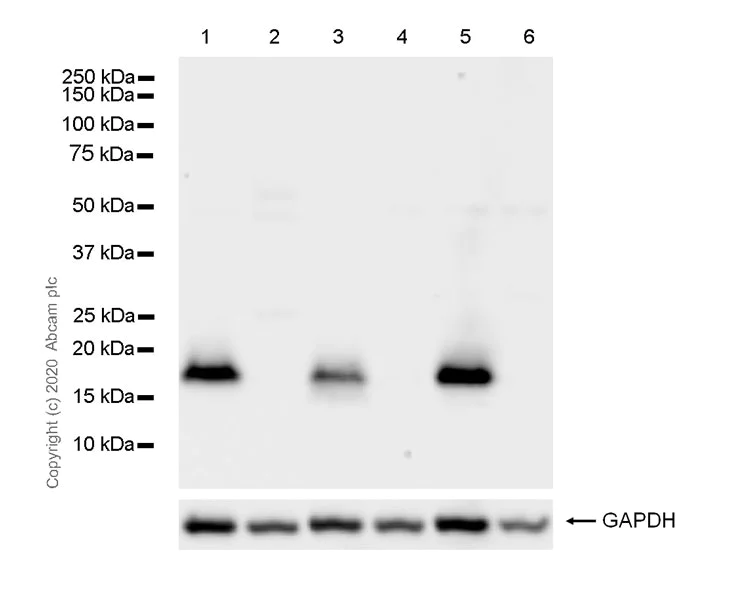 Western blot - Anti-Alpha-synuclein antibody [42/a-Synuclein] - BSA and Azide free (AB280382)