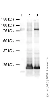 Western blot - Anti-Alpha-synuclein antibody [4D6] - BSA and Azide free (AB1903)
