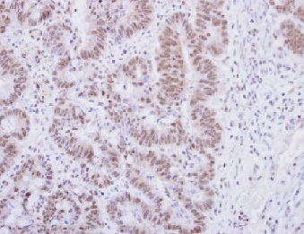 Immunohistochemistry (Formalin/PFA-fixed paraffin-embedded sections) - Anti-Alpha-synuclein antibody (AB155038), expandable thumbnail