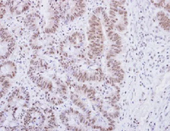 Immunohistochemistry (Formalin/PFA-fixed paraffin-embedded sections) - Anti-Alpha-synuclein antibody (AB155038)