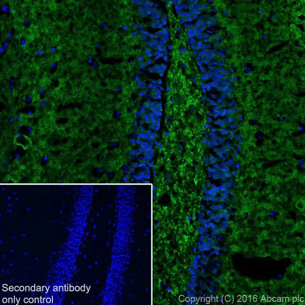 Immunohistochemistry (Frozen sections) - Anti-Alpha-synuclein antibody [EPR20535] (AB212184)