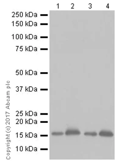 Western blot - Anti-Alpha-synuclein antibody [EPR20535] (AB212184)
