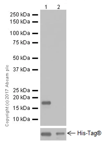 Western blot - Anti-Alpha-synuclein antibody [EPR20535] (AB212184)