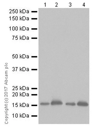 Western blot - Anti-Alpha-synuclein antibody [EPR20535] - BSA and Azide free (AB225866)