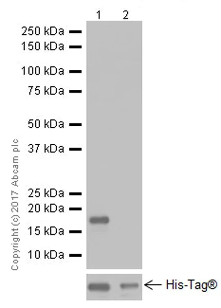 Western blot - Anti-Alpha-synuclein antibody [EPR20535] - BSA and Azide free (AB225866)
