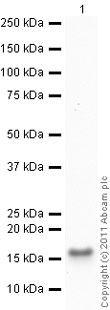 Western blot - Anti-Alpha-synuclein antibody [LB 509] (AB27766), expandable thumbnail