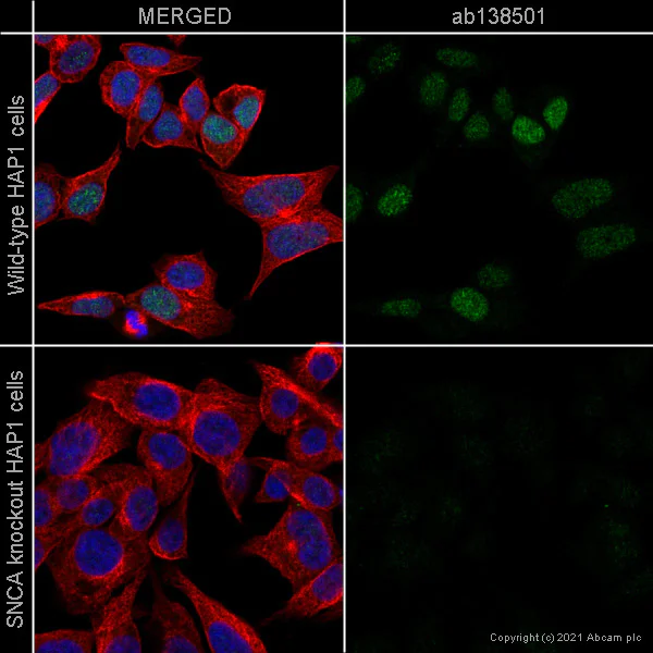 Immunocytochemistry/ Immunofluorescence - Anti-Alpha-synuclein antibody [MJFR1] - BSA and Azide free (AB209420)