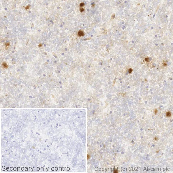 Immunohistochemistry (Frozen sections) - Anti-Alpha-synuclein antibody [MJFR1] - BSA and Azide free (AB209420)