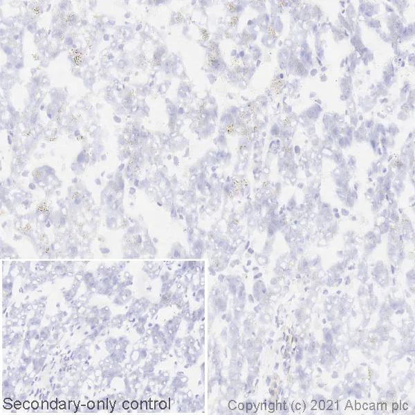 Immunohistochemistry (Frozen sections) - Anti-Alpha-synuclein antibody [MJFR1] - BSA and Azide free (AB209420)