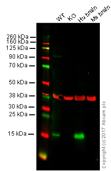 Western blot - Anti-Alpha-synuclein antibody [MJFR1] - BSA and Azide free (AB209420)