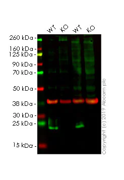 Western blot - Anti-Alpha-synuclein antibody [MJFR1] - BSA and Azide free (AB209420)