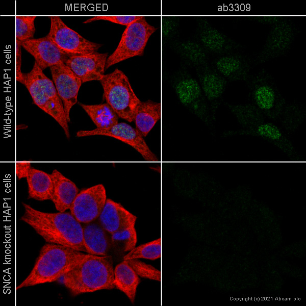 Immunocytochemistry - Anti-Alpha-synuclein antibody [syn204] (AB3309), expandable thumbnail