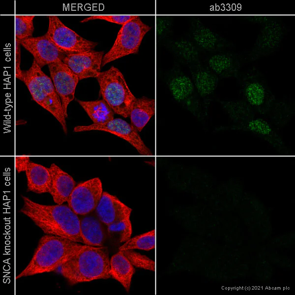 Immunocytochemistry - Anti-Alpha-synuclein antibody [syn204] (AB3309)