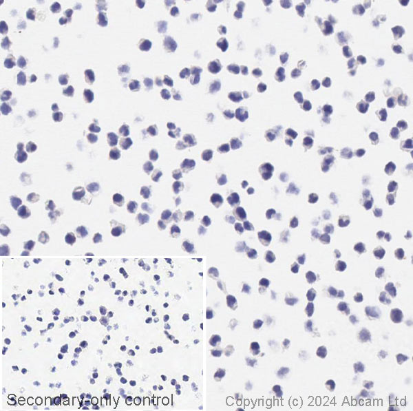 Immunohistochemistry (Formalin/PFA-fixed paraffin-embedded sections) - Anti-Alpha-synuclein antibody [syn211] - BSA and Azide free (AB206675), expandable thumbnail