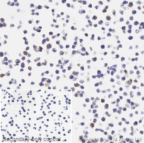 Immunohistochemistry (Formalin/PFA-fixed paraffin-embedded sections) - Anti-Alpha-synuclein antibody [syn211] - BSA and Azide free (AB206675), expandable thumbnail