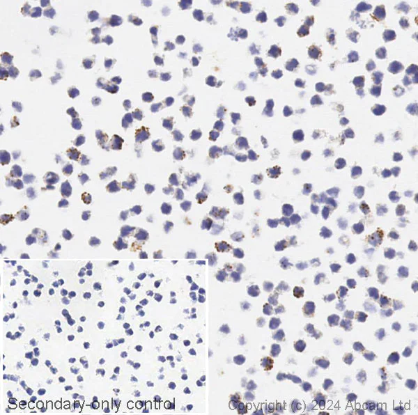 Immunohistochemistry (Formalin/PFA-fixed paraffin-embedded sections) - Anti-Alpha-synuclein antibody [syn211] - BSA and Azide free (AB206675)